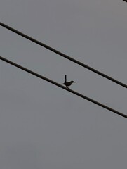 Small bird perched on power line against a gray sky wildlife photography nature scene stock image...