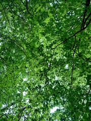 Green tree leaves background. View from below of dense green tree canopy in a forest, with sunlight...