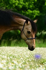 Portrait eines schönes braunen Pferdes vor Bäumen und Blumen
