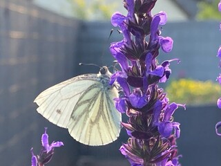 Weißer Schmetterling an lila Blume /
Weißling an Salbei / Kohlweißling