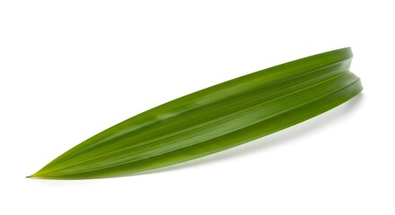 hern Vibrant Green Tropical Plant Leaf on White Background