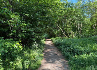 A sunlit dirt path meanders through a lush green forest, surrounded by dense foliage. The canopy of...