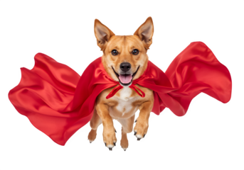 A playful, energetic dog in a bright red cape leaping as if flying isolated on white or transparent background. PNG format.