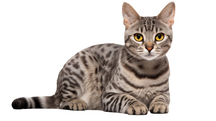A beautiful silver Bengal cat with striking yellow eyes rests gracefully against a transparent background.