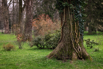 Large tree trunk with climbing plants growing on it in a park in Czech Republic