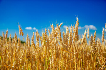 Wheat field, Ears golden wheat. Background ripening ears meadow wheat field. Agricultural harvest