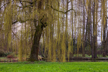 Fototapeta premium Weeping willow tree growing near pond in spring in Czech Republic