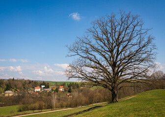 Large bare oak tree dominating Czech Republic landscape in early spring