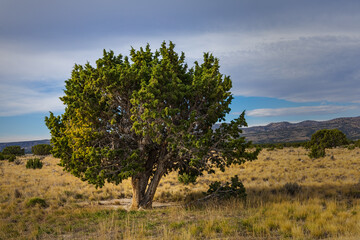 Obraz premium Western juniper growing in the dry landscape of Idaho under a cloudy sky