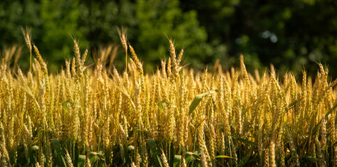 Wheat field, Ears golden wheat. Background ripening ears meadow wheat field. Agricultural harvest