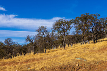 Golden grassland covering rolling hills dotted with oak trees in California under a deep blue sky