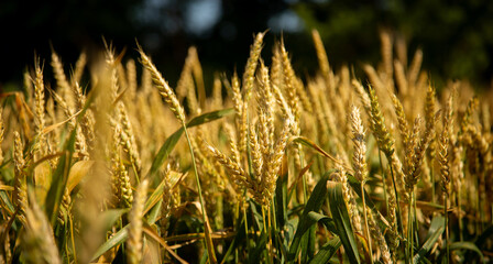Wheat field, Ears golden wheat. Background ripening ears meadow wheat field. Agricultural harvest
