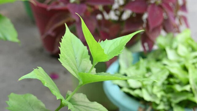 Nyctanthes arbor tristis plant. Its other names &nbsp;night blooming jasmine, tree of sorrow flower, coral jasmine and  shiuli. Harsigar or parijat plant.