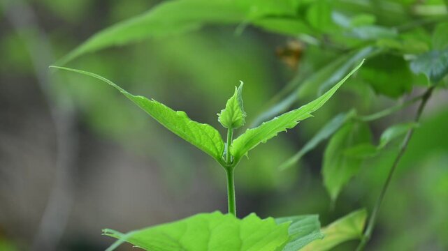 Nyctanthes arbor tristis plant. Its other names &nbsp;night blooming jasmine, tree of sorrow flower, coral jasmine and  shiuli. Harsigar or parijat plant.
