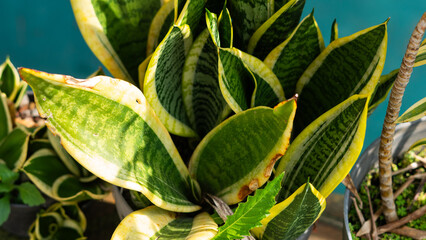 Vibrant Green and Yellow Variegated Snake Plant Leaves, Close-up of Sansevieria Trifasciata