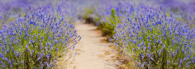 Lavender Field natural colors, selective focus. Lilac flowers, landscape, panoramic view, banner