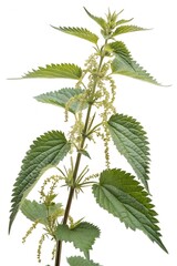 urtica dioica leaf isolated on white