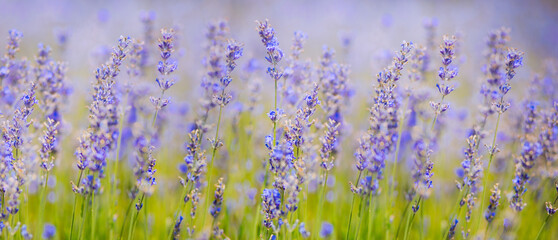 Lavender Field natural colors, selective focus. Lilac flowers, landscape, panoramic view, banner