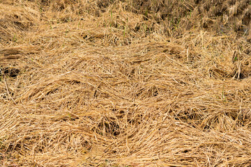 Textured background of golden dry grass or straw. Close-up view of a sun-dried field with warm...
