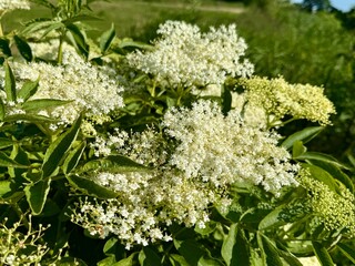 Close-up of blooming elderflowers (Sambucus nigra) with lush green leaves in summer. White blossoms in full bloom in a sunny natural meadow.