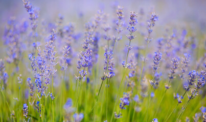Lavender Field natural colors, selective focus. Lilac flowers, landscape, panoramic view, banner