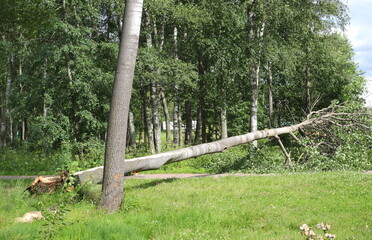 A tree downed by a hurricane in a forest park