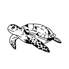 sea turtle vector artwork