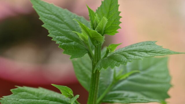 Nyctanthes arbor tristis plant. Its other names &nbsp;night blooming jasmine, tree of sorrow flower, coral jasmine and  shiuli. Harsigar or parijat plant.