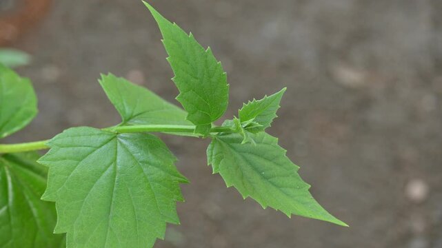 Nyctanthes arbor tristis plant. Its other names &nbsp;night blooming jasmine, tree of sorrow flower, coral jasmine and  shiuli. Harsigar or parijat plant.