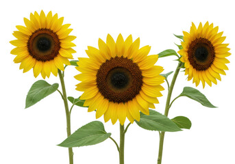 Obraz premium Three vibrant yellow sunflowers with detailed dark brown seed heads and lush green leaves, perfectly pristine and isolated on a transparent studio background, bright and fresh floral nature concept.