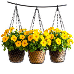 Three Hanging Flower Baskets with Bright Yellow Blooms in a Row, Front View, isolated on transparent background PNG