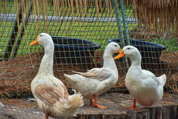 Peking oldest breed of meat-oriented ducks. Reservoirs on a duck farm for rearing ducks