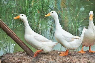 Peking oldest breed of meat-oriented ducks. Reservoirs on a duck farm for rearing ducks