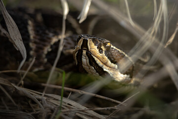 Urutú crossed pitviper Yarará grande (Bothrops alternatus) portrait close-up in Natural Habitat Among Dry Grass on Buenos Aires, Argentina. 