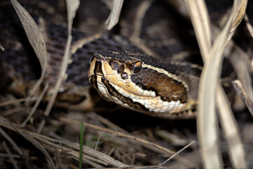 Fototapeta premium Urutú crossed pitviper Yarará grande (Bothrops alternatus) portrait close-up in Natural Habitat Among Dry Grass on Buenos Aires, Argentina. 
