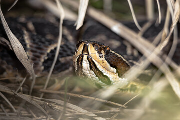 Urutú crossed pitviper Yarará grande (Bothrops alternatus) portrait close-up in Natural Habitat Among Dry Grass on Buenos Aires, Argentina. 