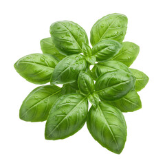 Lush, vibrant cluster of fresh green basil leaves with dewy, glossy emerald and jade hues, distinct natural veins, on a transparent background with soft overhead lighting, concept of natural