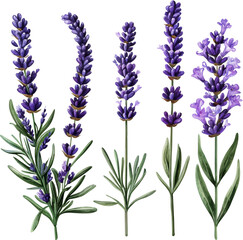 Fototapeta premium lavender flower 