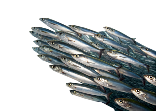 A school of small silver fish swimming together. The fish have elongated bodies and shiny scales, creating a dynamic underwater scene.