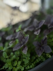 Fresh purple basil and vibrant green herbs growing together in a pot, ideal for gardening, culinary, or organic lifestyle visuals.