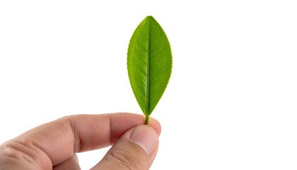 A single, vibrant green leaf held delicately between fingers. This image conveys growth, nature, and a sense of calm.