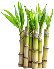 Obraz premium sugarcane 