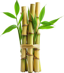 Fototapeta premium sugarcane 
