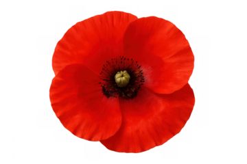 Red poppy flower blooming, vibrant petals spreading, dark center visible against transparent backdrop