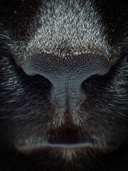 Bombay cat nose and mouth, close-up