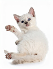 Fototapeta premium two little kittens