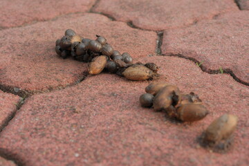Civet droppings scattered across worn brick reveal the untold cost of exotic coffee tourism, hinting at the urgent need to rethink low-welfare attractions.