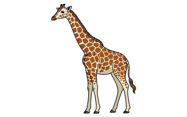 Naklejka premium Tall spotted giraffe with long neck and legs animal mammal