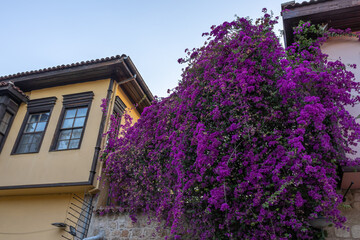 An old house in the Kaleici district of Antalya. A house in Antalya, located in the Muratpasha area. An old house and a colorful tree.