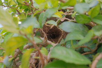 A solitary bird’s nest cradled in dense foliage hints at new layers of protection—echoing...